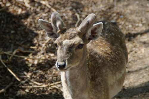 Fallow Deer Male Animal Animal World Forest Mammal