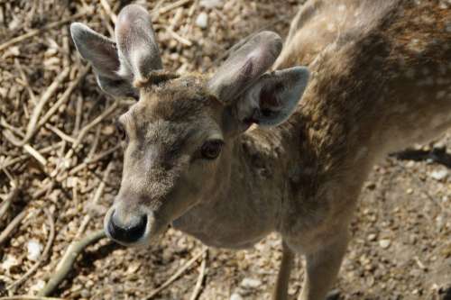 Fallow Deer Male Animal Animal World Forest Mammal