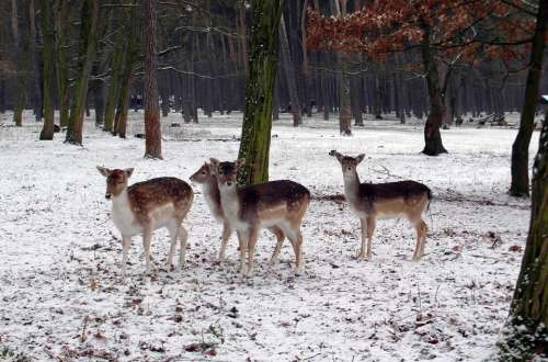 Fallow Deer Group Winter Fallow Deer Fur Stains