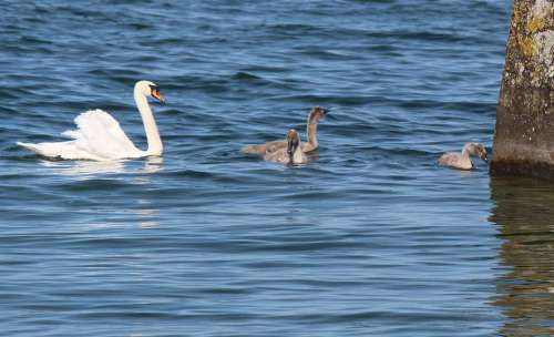 Family Swans Mother Young Idyll Harmonious Cute