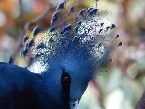 Fan-Deaf Bird Spring Jewelry Plumage Blue