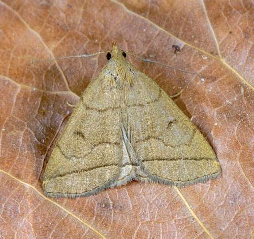 Fan-Foot Moth Pattern Wing Antenna Scales Night