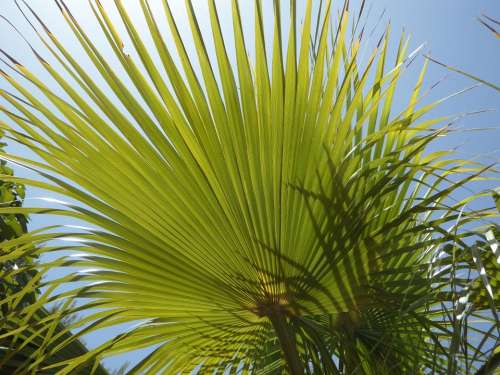 Fan Palm Light And Shadow Structure Sky Sun