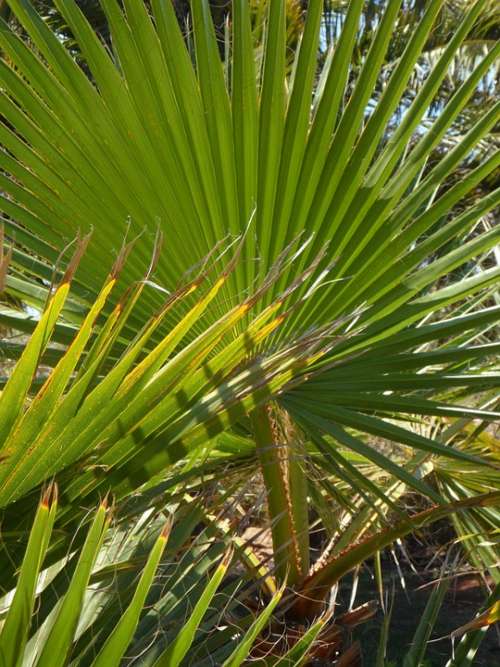 Fan Palm Palm Palm Leaf Frond Botany Green Plant