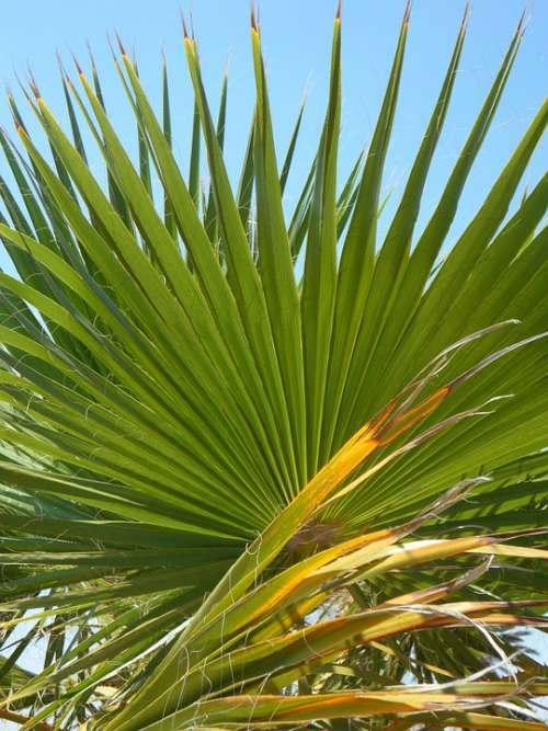 Fan Palm Palm Leaf Green Structure Sky Palm Fronds