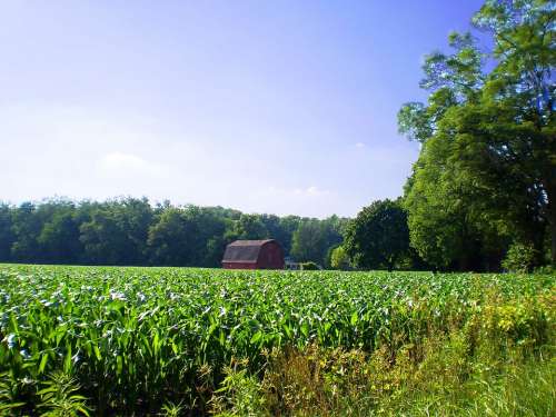 Farm Rural Cornfield Nature Agriculture Field