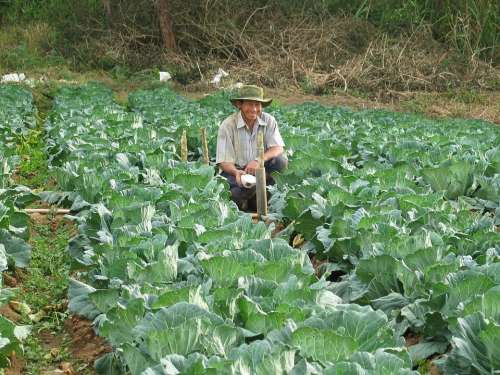 Farmer Harvesting Vegetables Cabbage Field