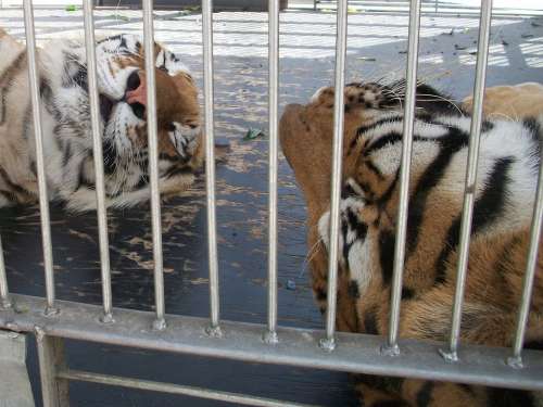 Fauna Animal Animals Tigers Stripes Striped