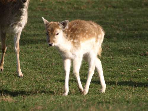 Fawn Young Deer Wild Kitz Mammal Cute