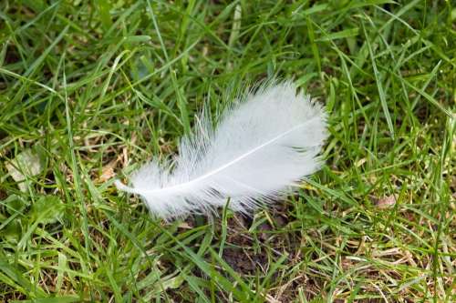 Feather White Lucky Grass Outdoors Nature
