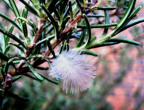 Feather White Soft Fluffy Herb Plant Green Twigs