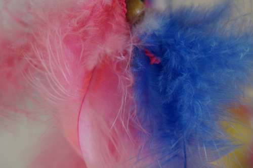 Feather Color Colored Tender Fine Colorful