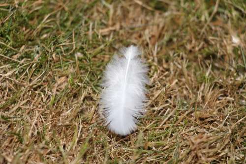 Feather White Bird Feather Bird Animal Creature