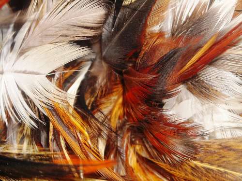 Feather Chicken White Orange Red