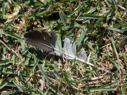 Feather Lost Loss Grass Bi Color Bird