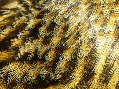 Feather Plumage Brown Mallard