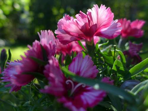 Federnelke Plant Flowers Backlighting Bloom Pink