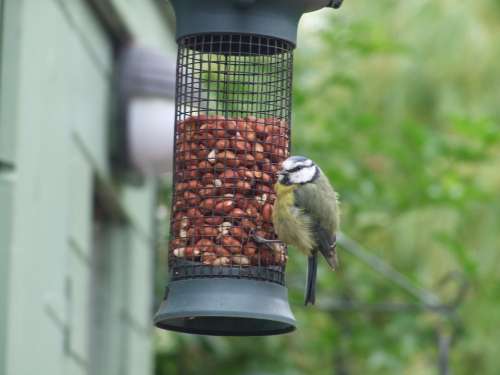 Feeder Feeding Birds Grain Feeding Bird