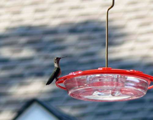 Feeder Perched Hummingbird Hummingbirds Birds