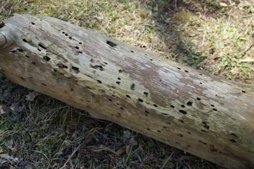 Feeding Holes Log Wood Wood Holes Animal Tracks