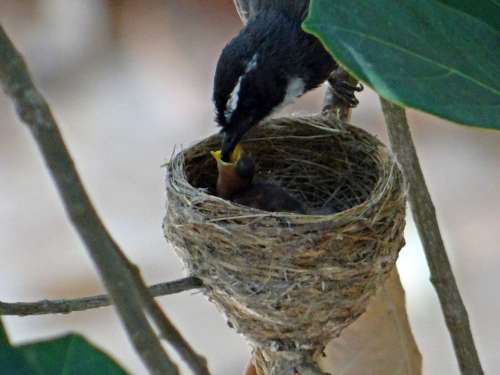 Feeding Nest Chicks Hatched