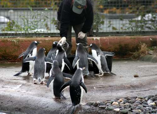 Feeding Penguins Birds Antarctica Outdoors Ice