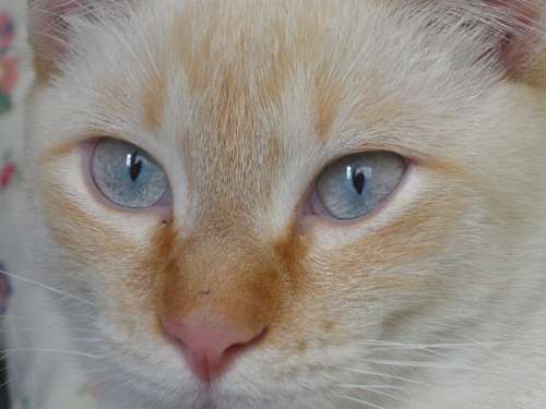 Feline Cat Animals Eyes Cat Face Cute Cat