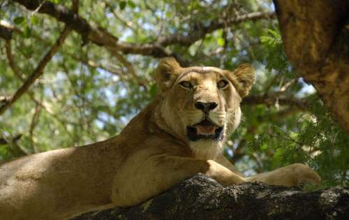 Female Lion Lioness Sitting Tree Branch Trees