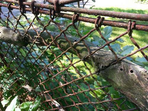 Fence Mesh Wire Fence Overgrown Bars Wire