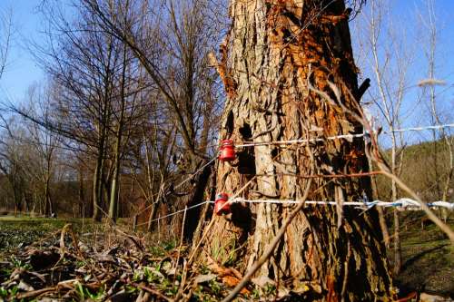 Fence Electric Fence Pasture Fence Nature Tree