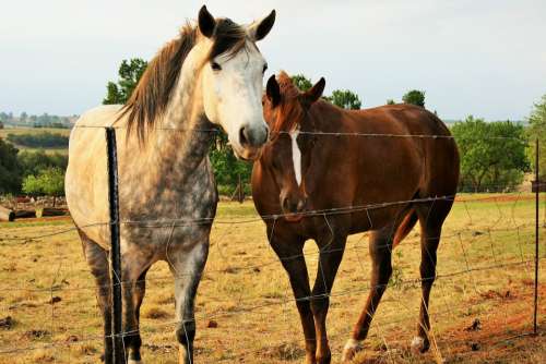 Fence Horses Brown Dappled White Friendly