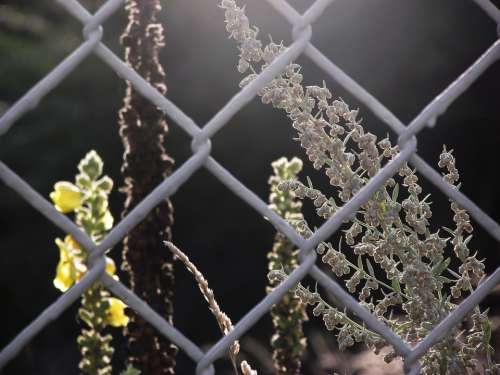 Fence Mulleins Wire Mesh Fence Nature Scrub Plant