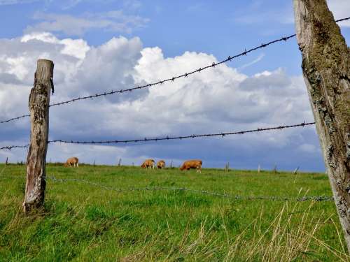 Fence Pasture Clouds Cows Landscape