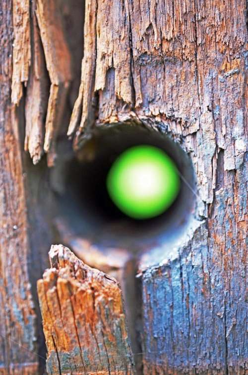 Fence Wood Hole Colorful Pile Brown Green View