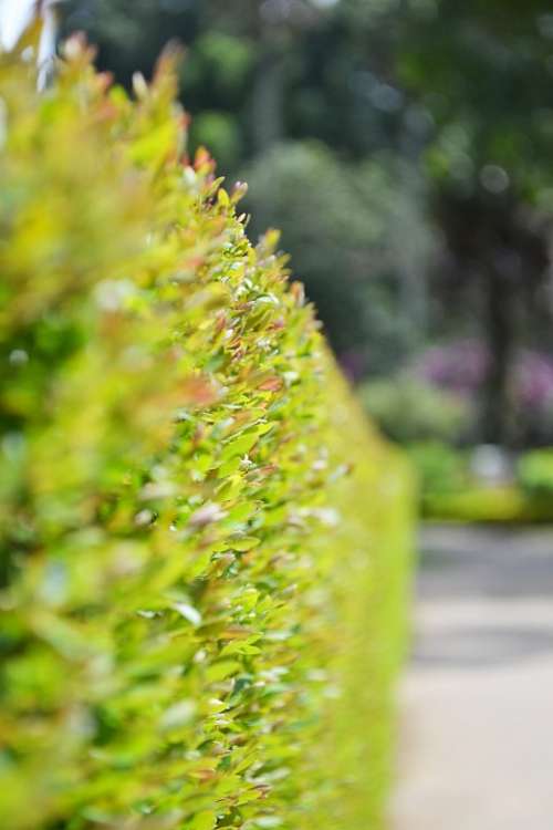 Fens Small Plants Small Leafs Green Leaves