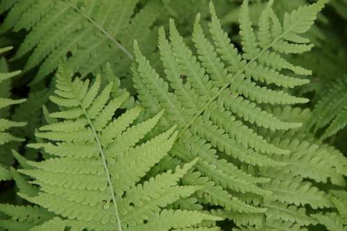 Fern Ferns Leaves Plant Fern Plant Green