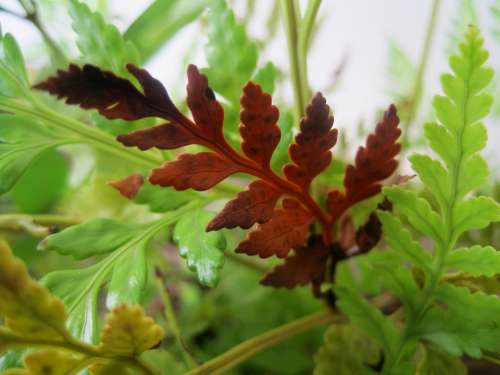 Fern Green Leaf Leaflets Serated Browning