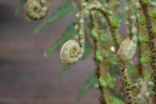 Fern Lady Fern Athyrium Filix-Femina Ferns Green