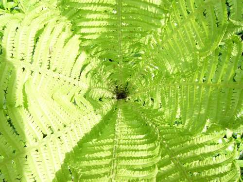 Fern Green Plant Fiddlehead Vessel Sporenpflanze