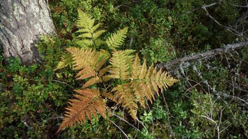 Fern The Underbrush The Autumn Colors In Nature