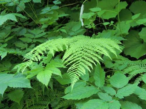 Fern Plant Green Forest Leaves