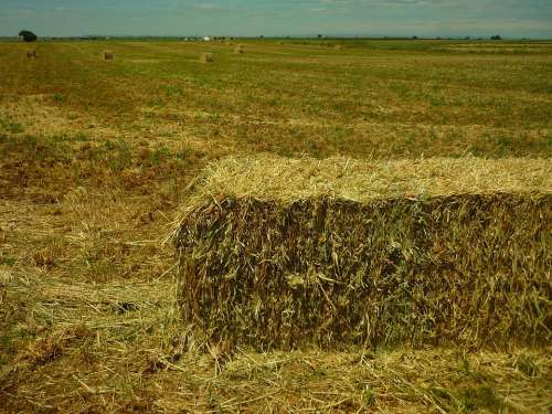 Field Agriculture Cereal Bales May Work Plot