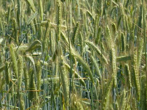 Field Agriculture Wheat