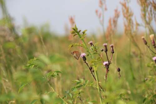 Field Meadow Grass Butterfly