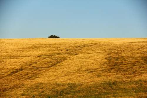 Field Agriculture Italy Nature Crop Summer