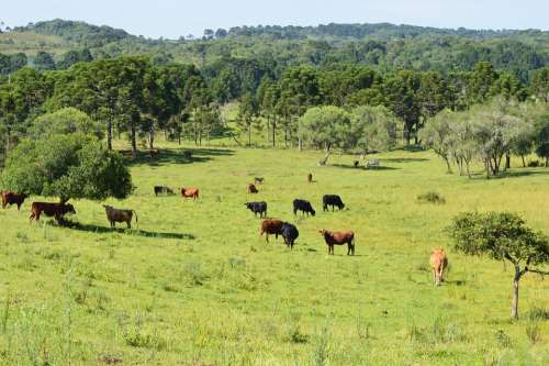Field Animal Green Forest Cattle Farm