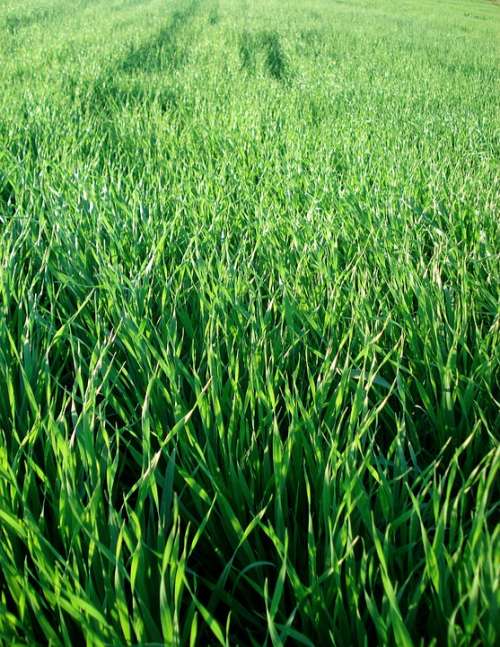 Field Grass Wheat Greens Green Plants Floral