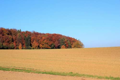 Field Autumn Forest Colorful Trees