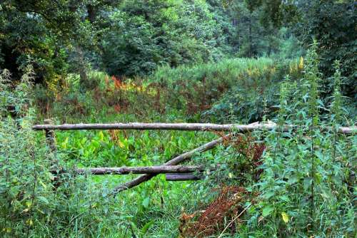 Field Goal Nature Garden Gate Wild Hedge Shrubs