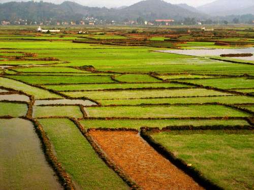 Field Rice Green Tropical Vietnam Asia Nature